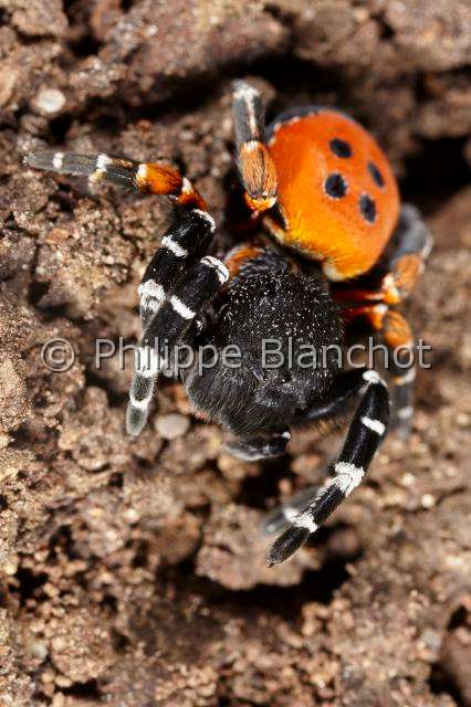 Eresidae_8598.JPG - France, Indre (36), Araneae, Eresidae, Araignée coccinelle (Eresus kollari), mâle, Ladybird Spider